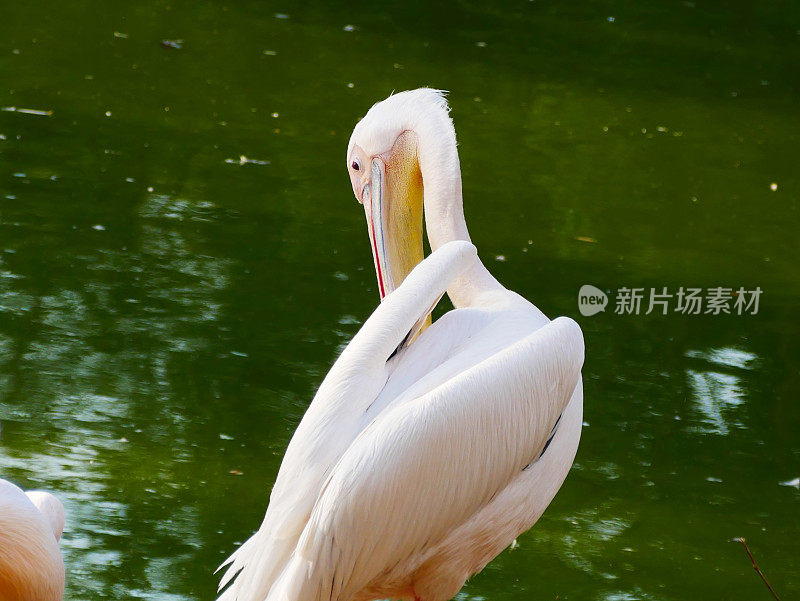 大白鹈鹕(Pelecanus onocrotalus)